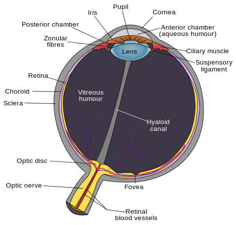 Case studies in ophthalmology for medical students answers