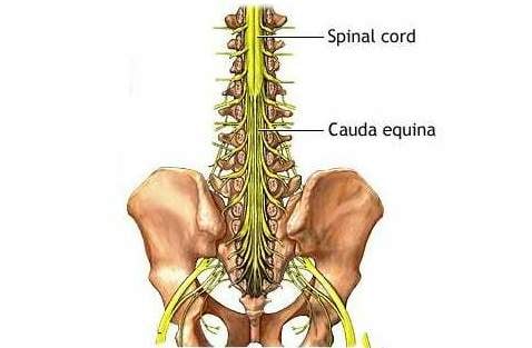 Cauda Equina is the Bundle of Nerves that Exit the Lower Section of