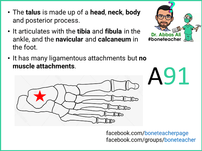 The talus is made up of a head neck body and posterior process
