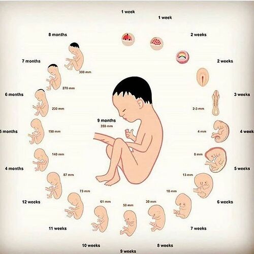 Fetus%20developmental%20process