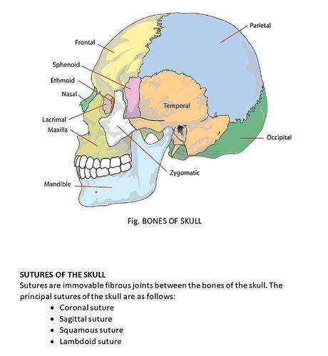 Suture%20of%20the%20skull