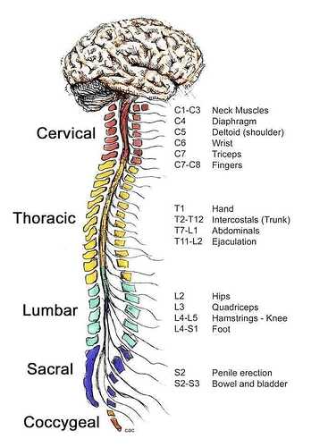 Spinal%20vertebrae!