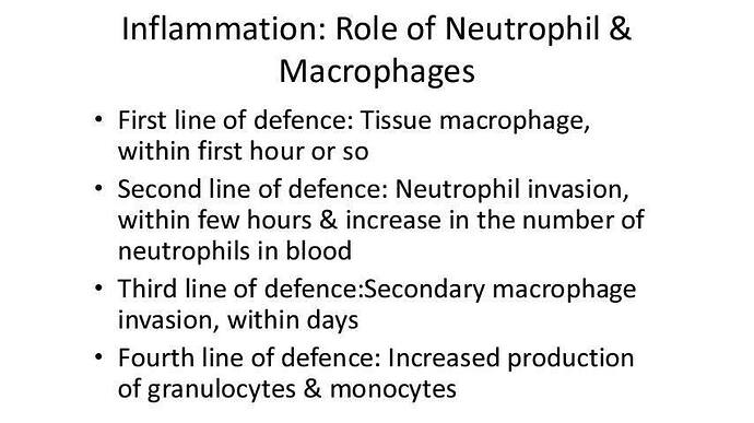 Inflammation%20role%20of%20neutrophil