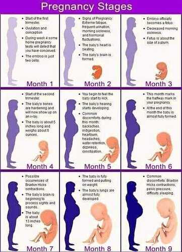 Pregnancy%20Stages