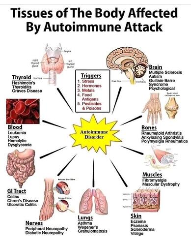 Tissues%20of%20the%20body%20affected%20by%20autoimmune%20attack