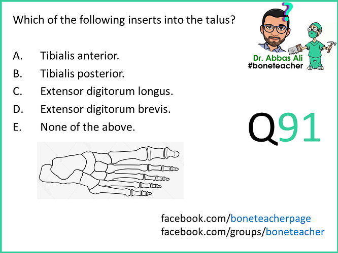 which of the following inserts into the talus