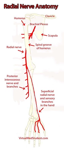 Radial Nerve Radial Nerve Anatomy Nerve Anatomy