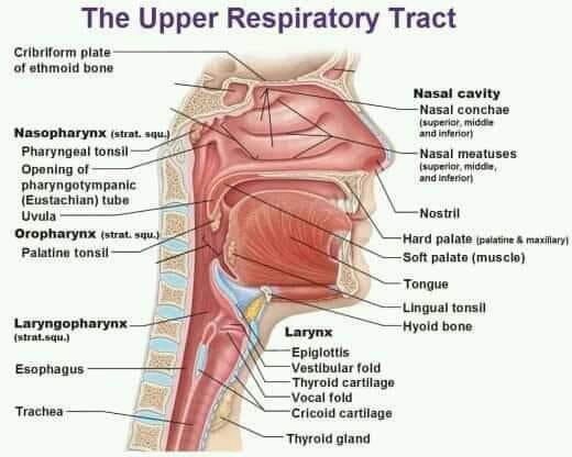 The%20Upper%20respiratory%20Tract