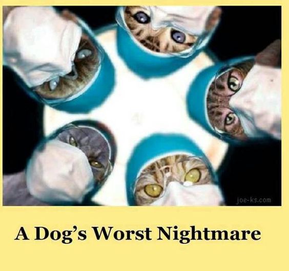 A dogs worst nightmare